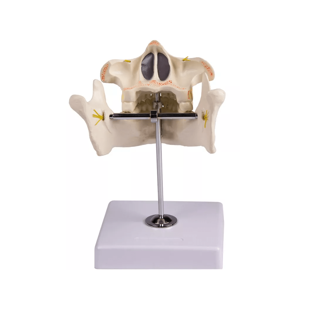 Erwachsenengebiss - Erler - Zimmer