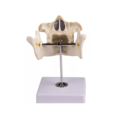 Erwachsenengebiss - Erler - Zimmer