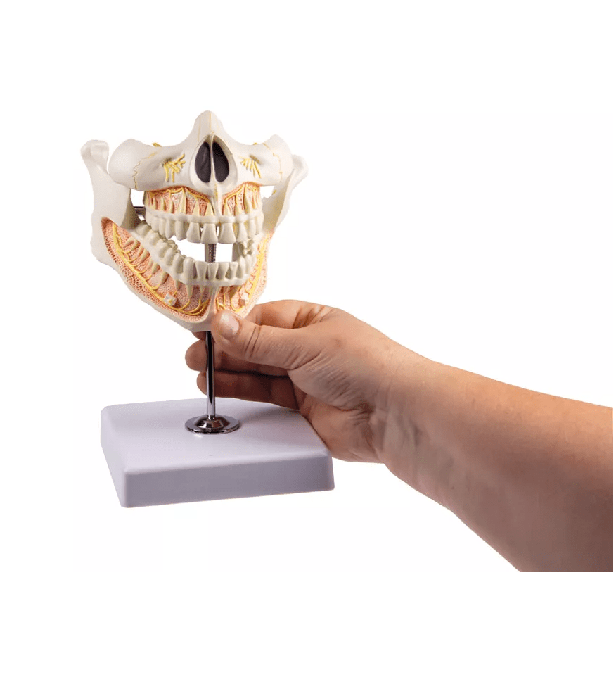 Erwachsenengebiss - Erler - Zimmer