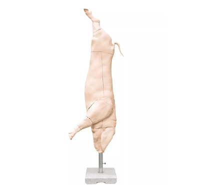 Schweine Kadaver Modell - Erler - Zimmer