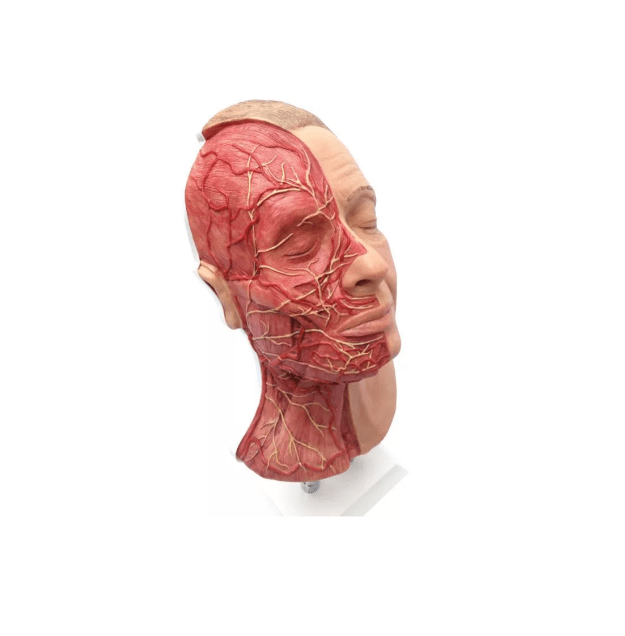 Kopf für Gesichtsinjektionen mit Muskeln, Arterien und Nerven - Erler - Zimmer
