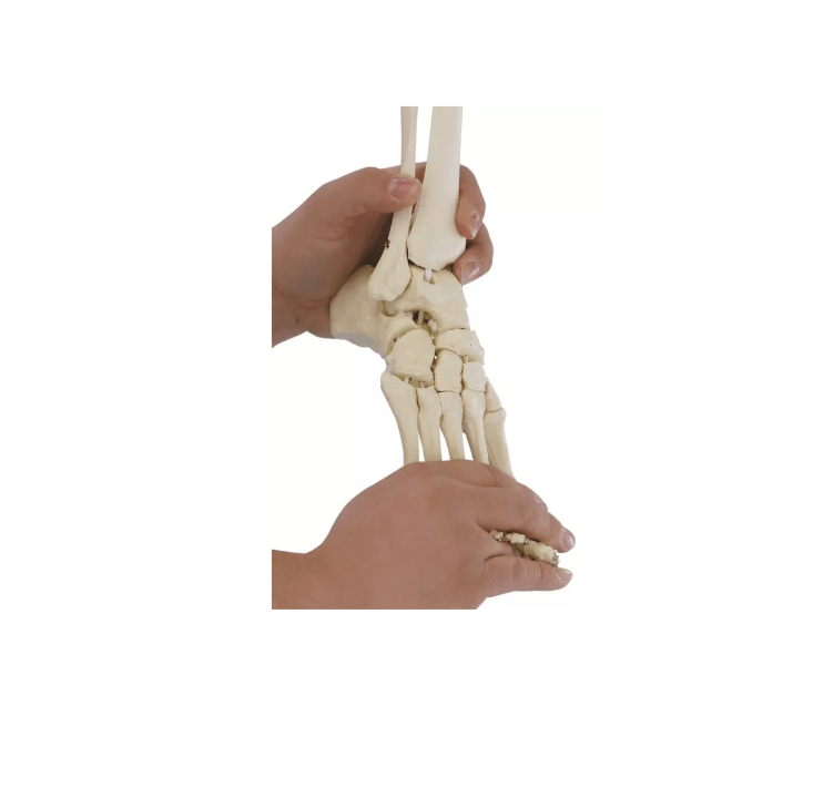 Zusatzausstattung flexibler Fuß, rechts - Erler - Zimmer