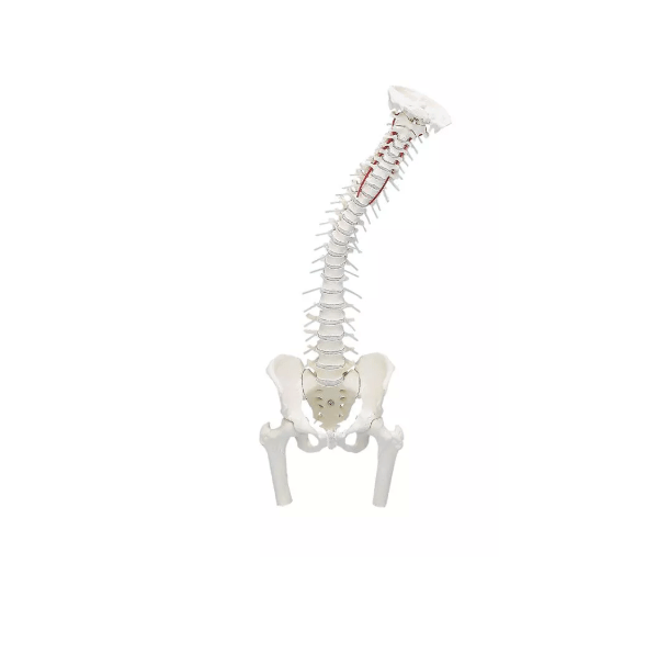 Wirbelsäule mit Becken und Oberschenkelstümpfen - Erler - Zimmer