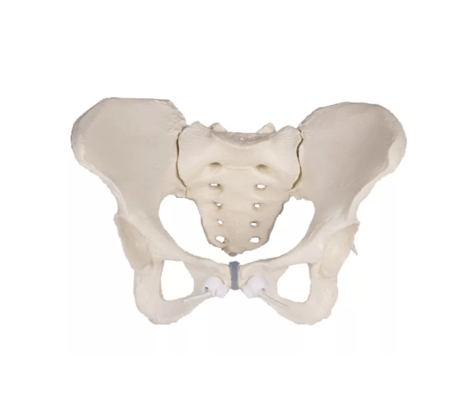 Weibliches Becken, flexibel - Erler - Zimmer