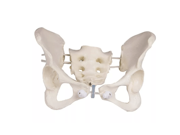 Weibliches Becken, flexibel - Erler - Zimmer