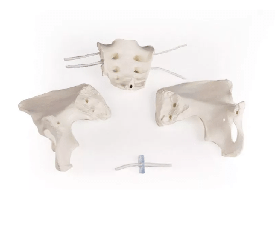 Weibliches Becken, flexibel - Erler - Zimmer