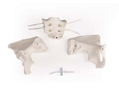 Weibliches Becken, flexibel - Erler - Zimmer