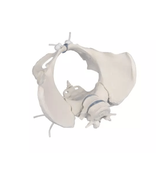 Weibliches Becken mit 2 Lendenwirbeln, flexibel - Erler - Zimmer