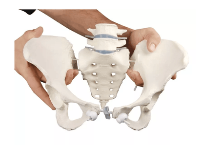Weibliches Becken mit 2 Lendenwirbeln, flexibel - Erler - Zimmer