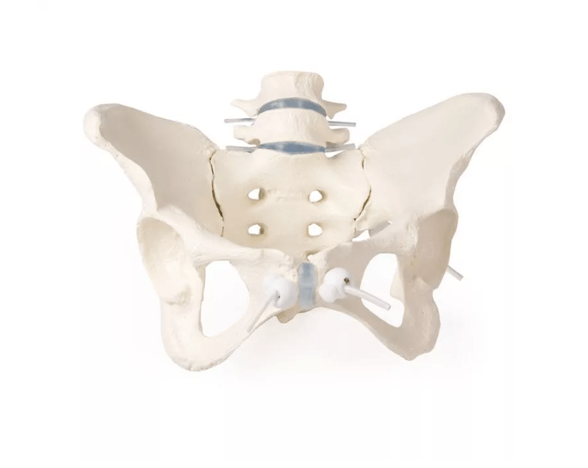 Weibliches Becken mit 2 Lendenwirbeln, flexibel - Erler - Zimmer