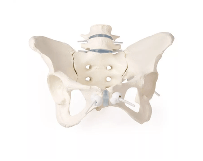 Weibliches Becken mit 2 Lendenwirbeln, flexibel - Erler - Zimmer