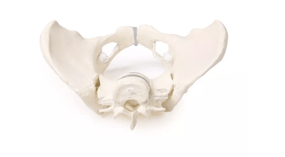 Weibliches Becken mit 2 Lendenwirbeln, flexibel - Erler - Zimmer