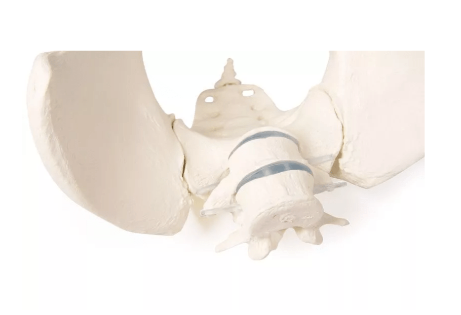 Weibliches Becken mit 2 Lendenwirbeln, flexibel - Erler - Zimmer
