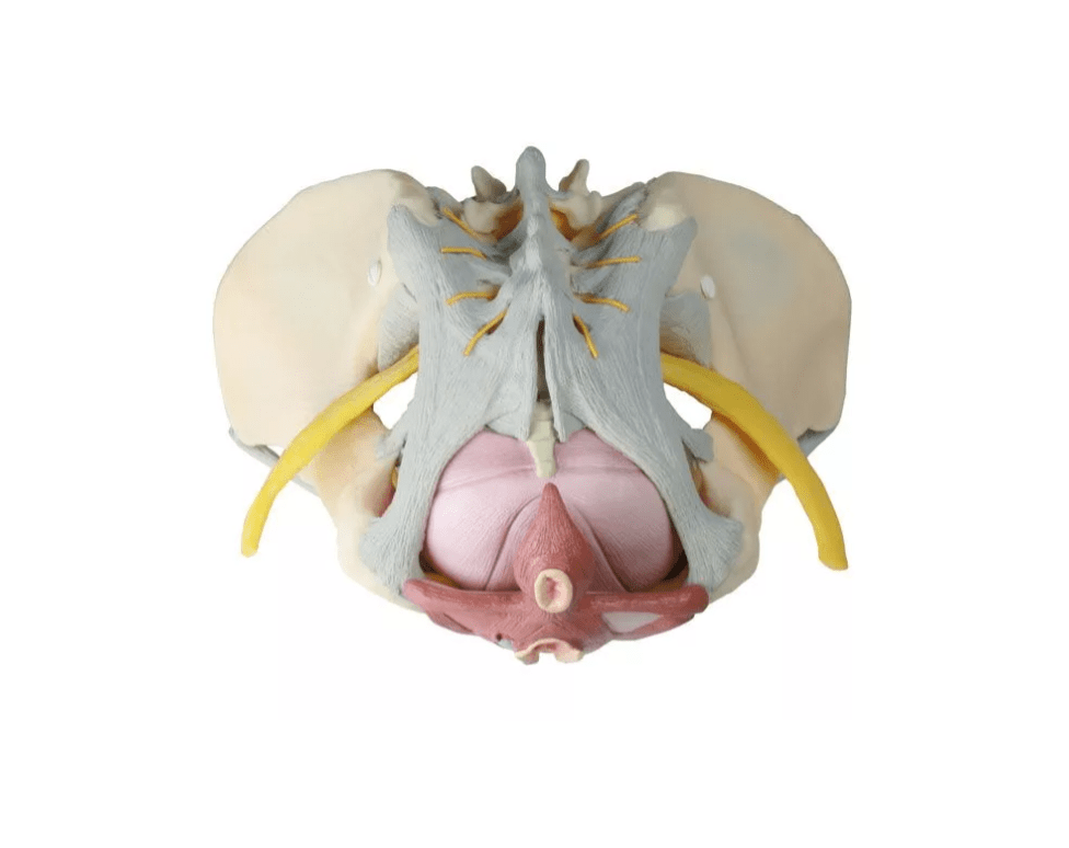 Weibliches Becken mit Bandapparat, Nerven und Beckenboden - Erler - Zimmer
