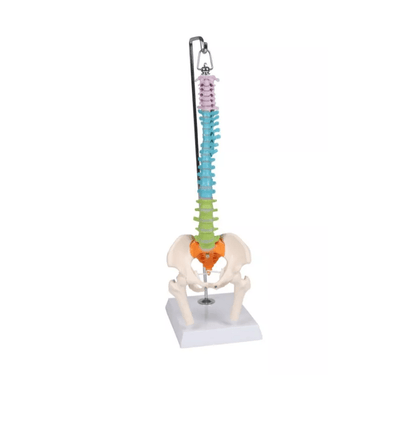 Flexible Miniaturwirbelsäule, didaktisch - Erler - Zimmer