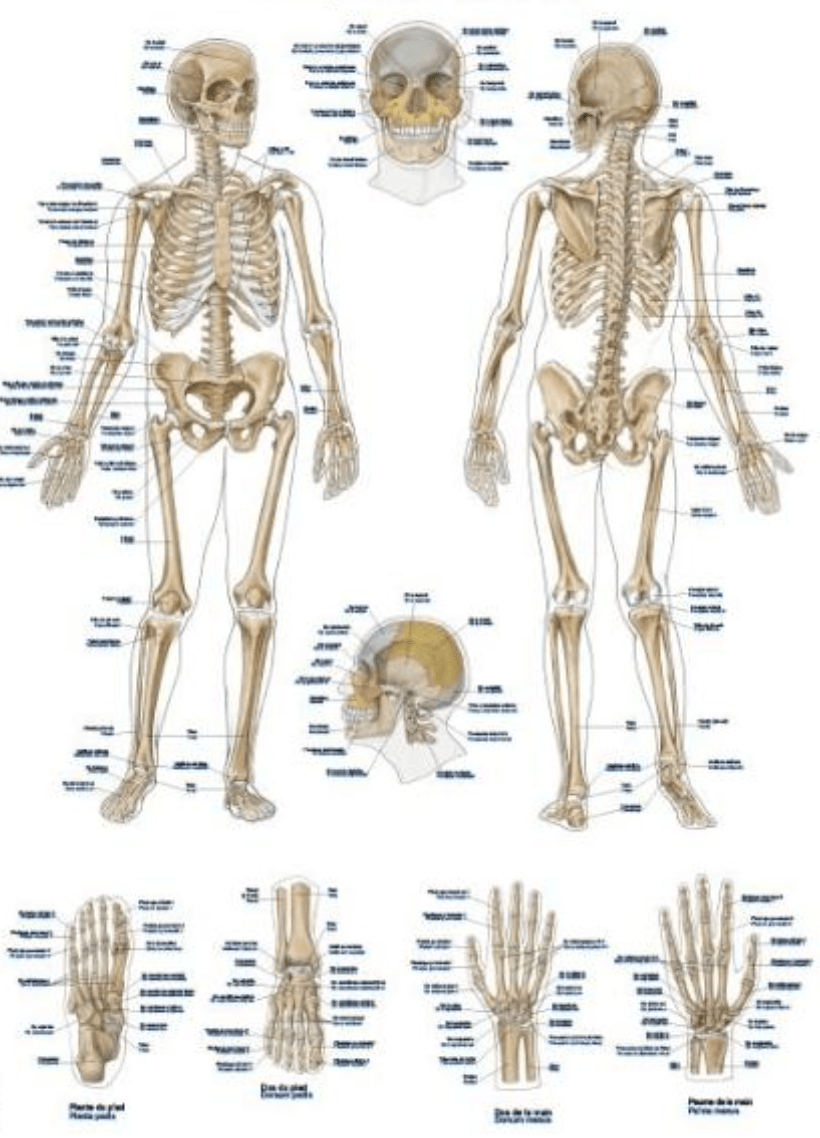 Lehrtafel "The human skeleton" - Erler - Zimmer