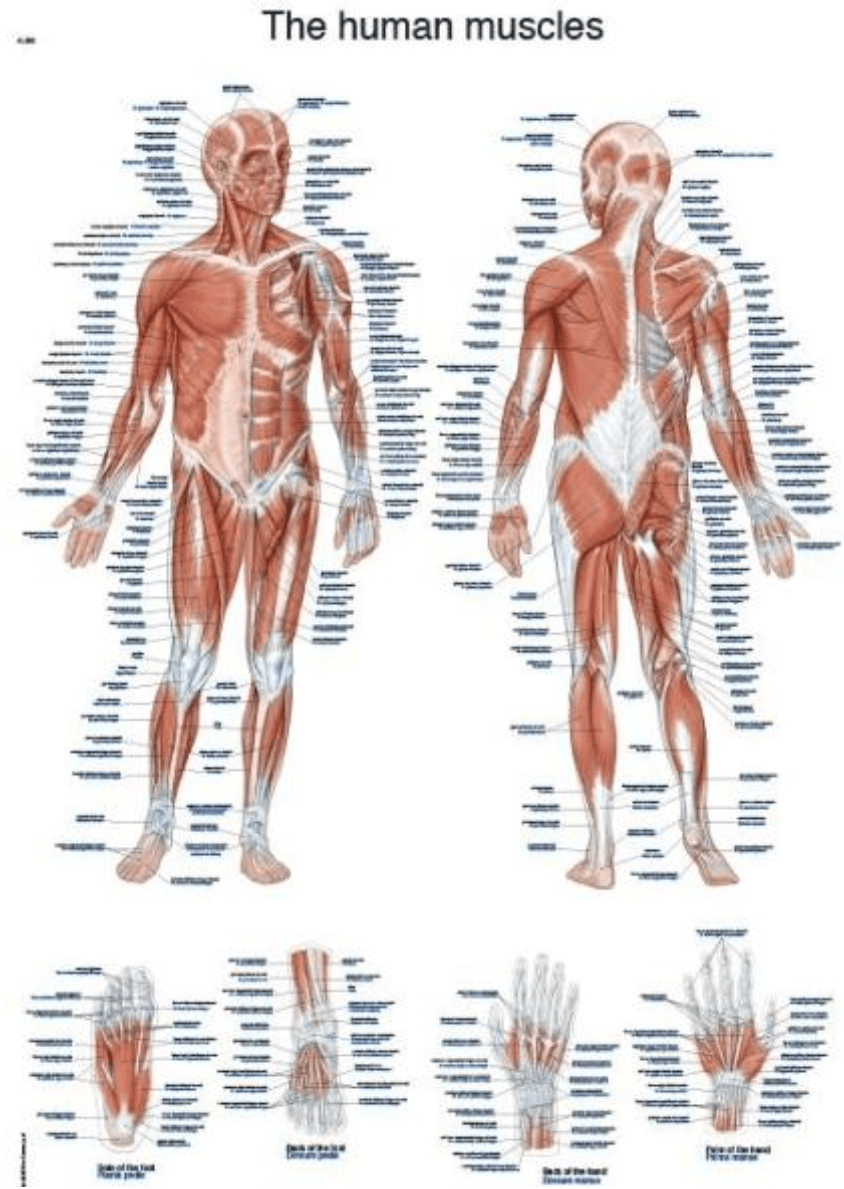 Lehrtafel "The human muscles" - Erler - Zimmer
