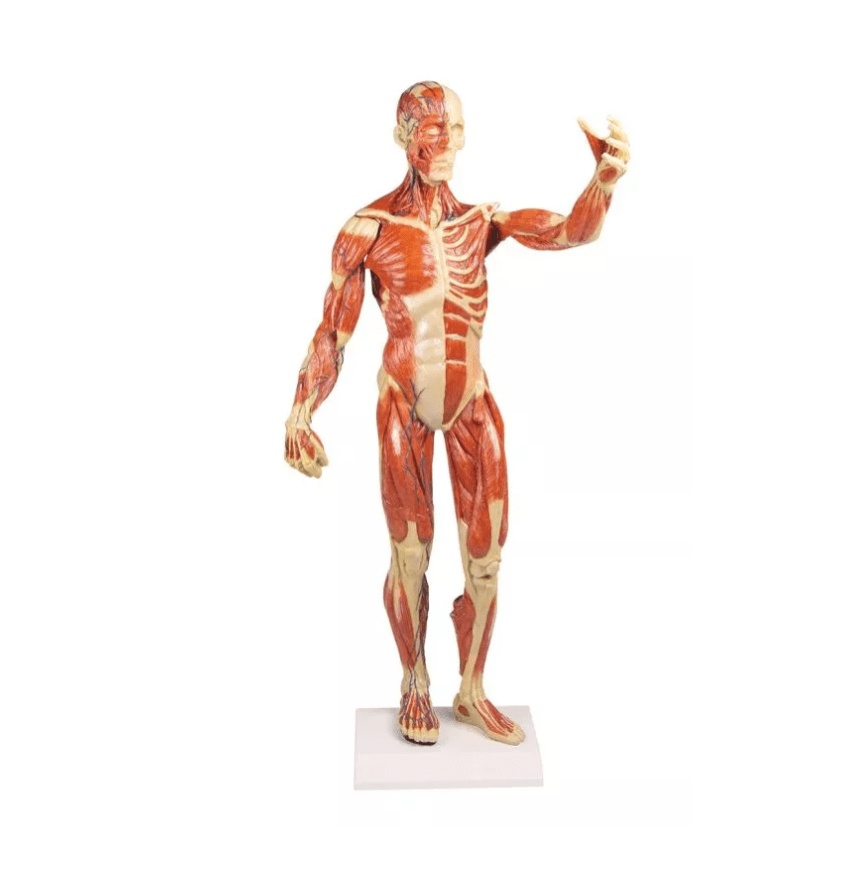 Muskelfigur, 1/3 natürliche GrößeMuskelfigur, 1/3 natürliche Größe - Erler - Zimmer