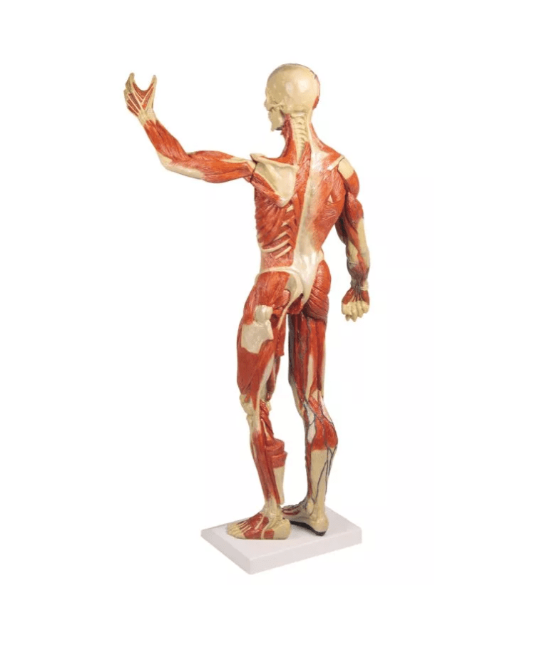 Muskelfigur, 1/3 natürliche GrößeMuskelfigur, 1/3 natürliche Größe - Erler - Zimmer