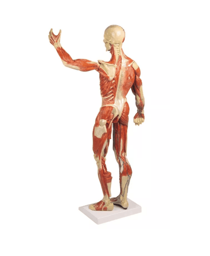 Muskelfigur, 1/3 natürliche GrößeMuskelfigur, 1/3 natürliche Größe - Erler - Zimmer