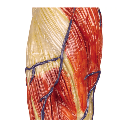 Muskelfigur, 1/3 natürliche GrößeMuskelfigur, 1/3 natürliche Größe - Erler - Zimmer