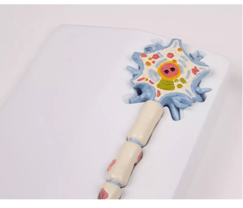 Neuronmodell mit Stadien der Multiplen Sklerose - Erler - Zimmer