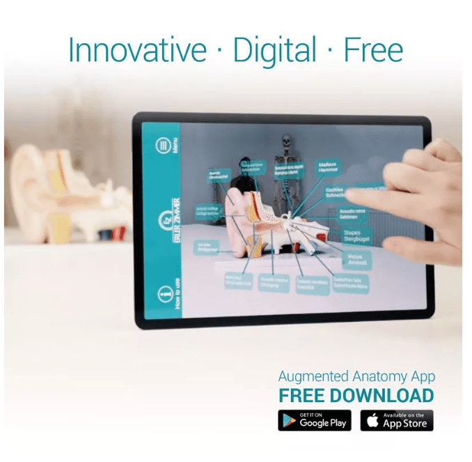 Neuronmodell mit Stadien der Multiplen Sklerose - Erler - Zimmer