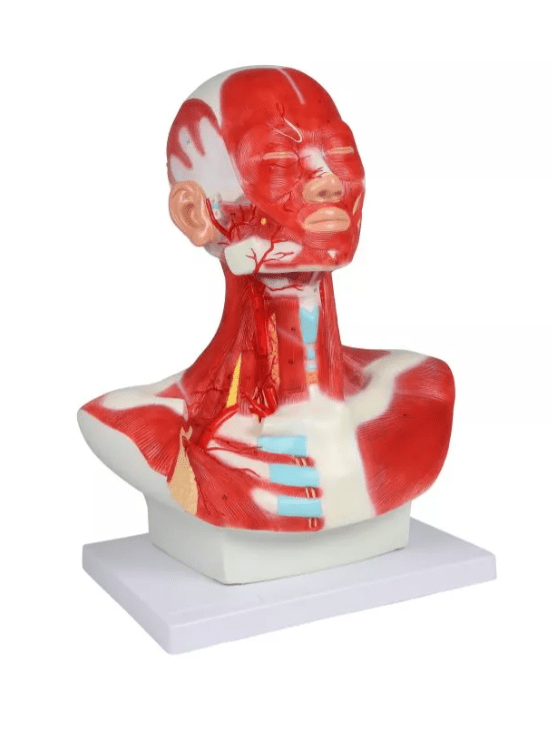 Kopf - , Hals - und Thoraxmuskulatur - Erler - Zimmer