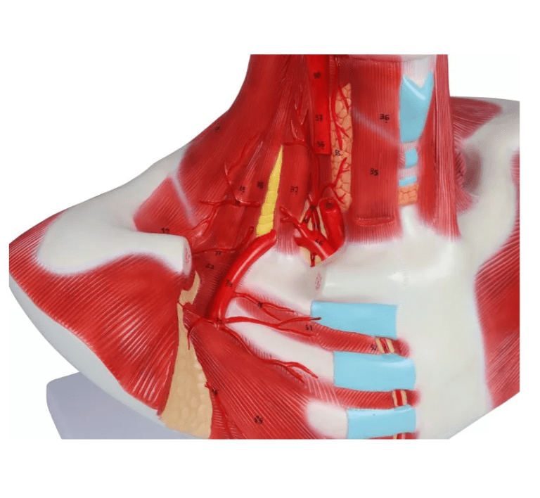 Kopf - , Hals - und Thoraxmuskulatur - Erler - Zimmer