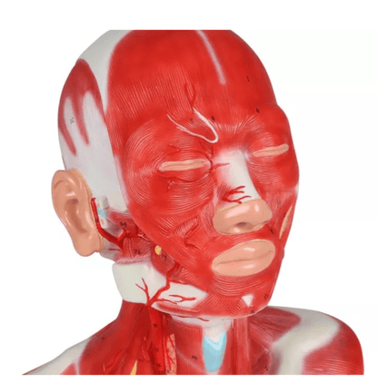 Kopf - , Hals - und Thoraxmuskulatur - Erler - Zimmer