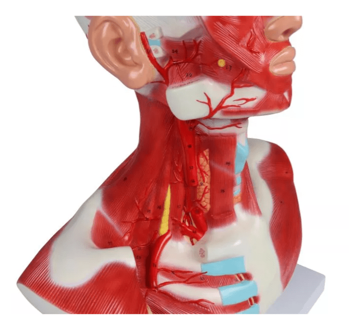 Kopf - , Hals - und Thoraxmuskulatur - Erler - Zimmer