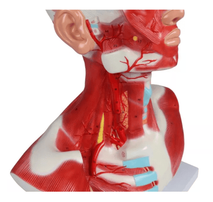 Kopf - , Hals - und Thoraxmuskulatur - Erler - Zimmer