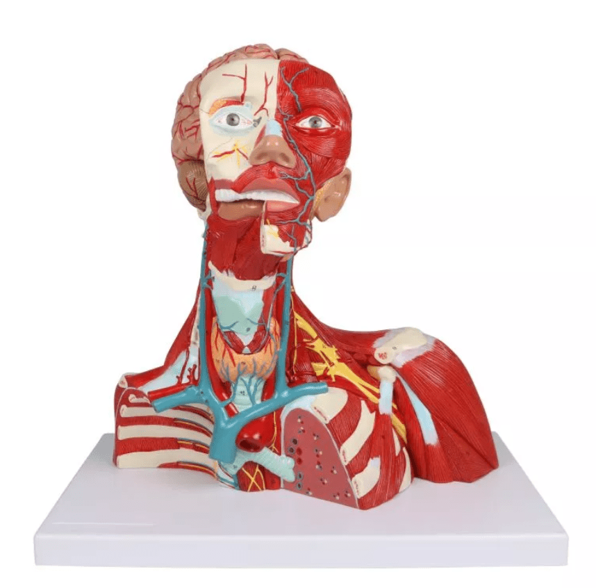 Kopf - , Hals - und Thoraxmuskulatur, lebensgroß, 2 - teilig - Erler - Zimmer