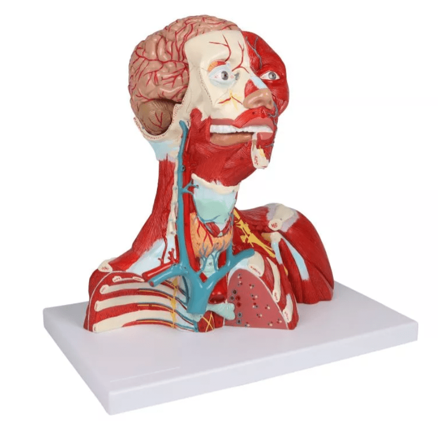 Kopf - , Hals - und Thoraxmuskulatur, lebensgroß, 2 - teilig - Erler - Zimmer