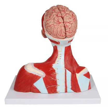 Kopf - , Hals - und Thoraxmuskulatur, lebensgroß, 2 - teilig - Erler - Zimmer