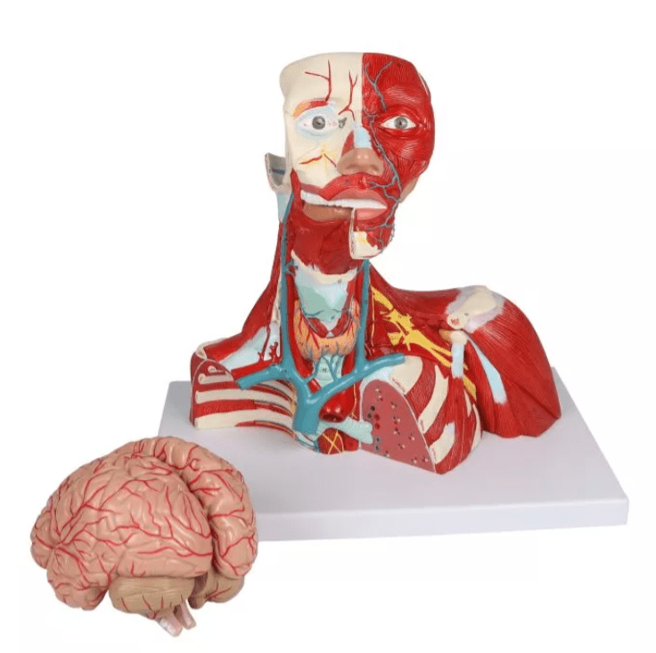 Kopf - , Hals - und Thoraxmuskulatur, lebensgroß, 2 - teilig - Erler - Zimmer