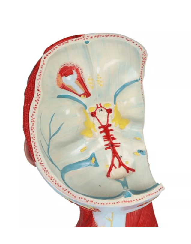 Kopf - , Hals - und Thoraxmuskulatur, lebensgroß, 2 - teilig - Erler - Zimmer