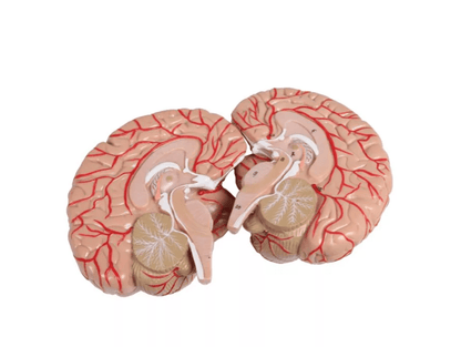 Kopf - , Hals - und Thoraxmuskulatur, lebensgroß, 2 - teilig - Erler - Zimmer