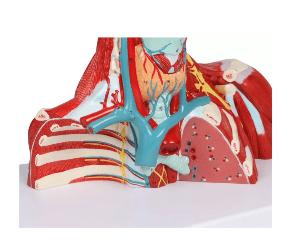 Kopf - , Hals - und Thoraxmuskulatur, lebensgroß, 2 - teilig - Erler - Zimmer