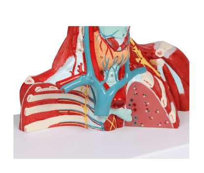 Kopf - , Hals - und Thoraxmuskulatur, lebensgroß, 2 - teilig - Erler - Zimmer