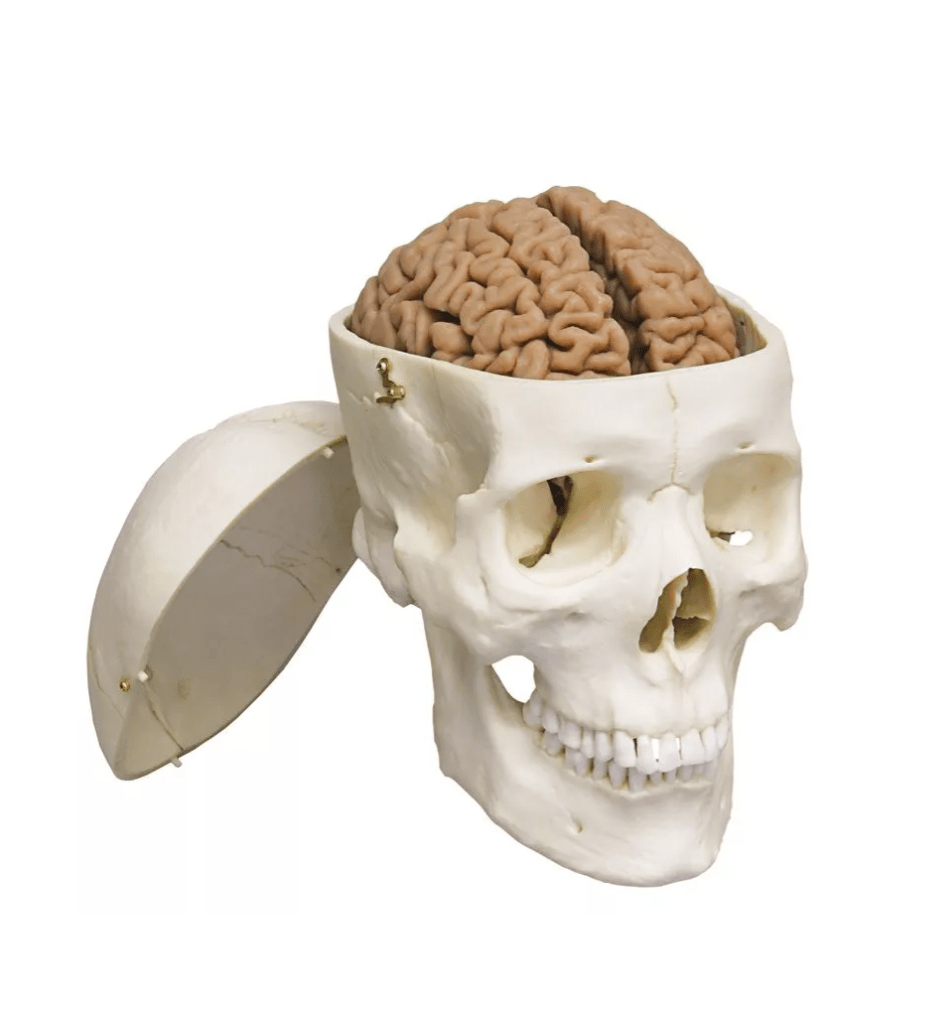 Menschliches Gehirn, Naturabguss - Erler - Zimmer