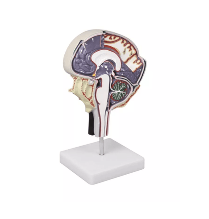 Hirnflüssigkeitskreislauf - Erler - Zimmer