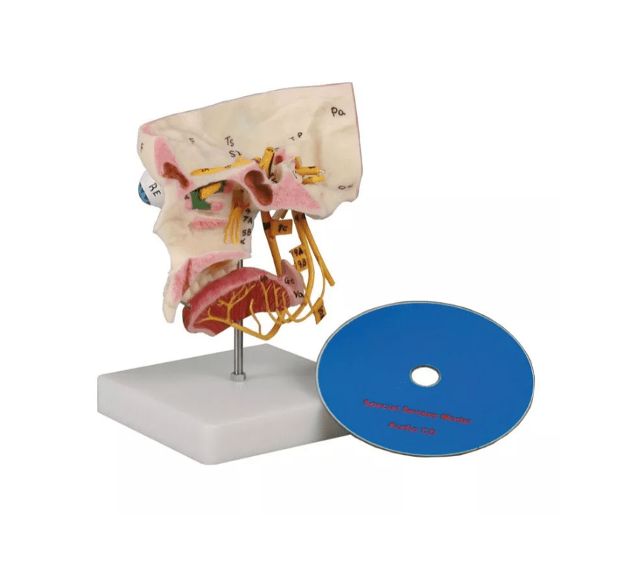 Sinnesorgane - Erler - Zimmer