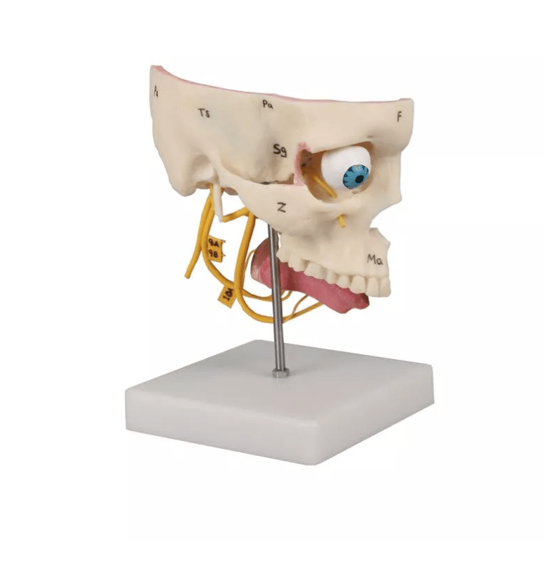 Sinnesorgane - Erler - Zimmer