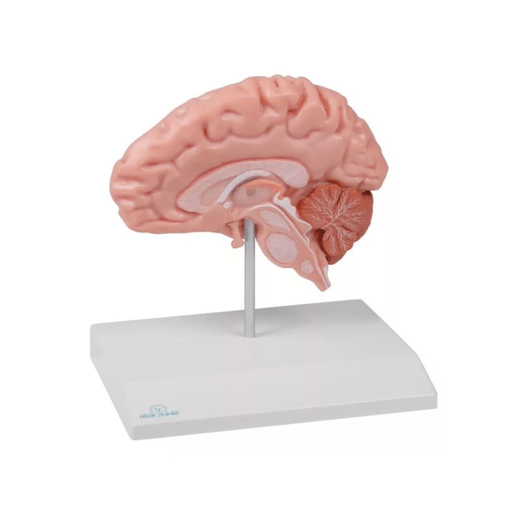 Anatomische Gehirnhälfte, lebensgroß - Erler - Zimmer