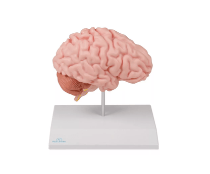 Anatomische Gehirnhälfte, lebensgroß - Erler - Zimmer