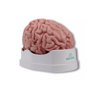 Anatomisches Gehirnmodell, lebensgroß, 5 - teilig - Erler - Zimmer