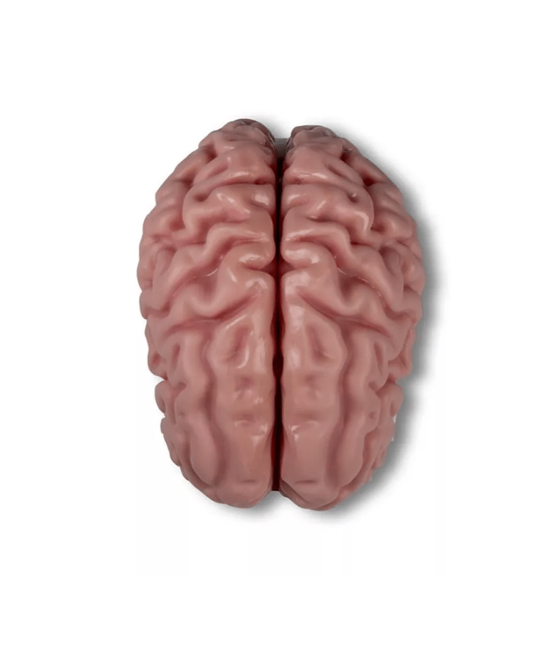 Anatomisches Gehirnmodell, lebensgroß, 5 - teilig - Erler - Zimmer