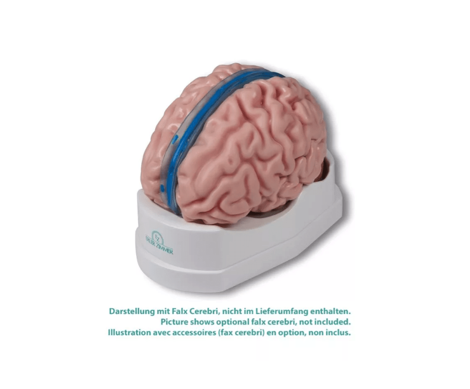 Gehirnmodell funktionell/regional, lebensgroß, 5 - teilig - Erler - Zimmer