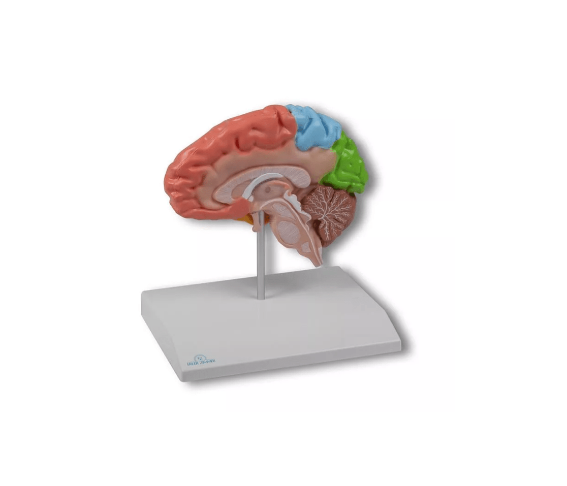 Gehirnhälfte, regional, lebensgroß - Erler - Zimmer